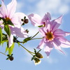 移り気の花　嫉妬の花　皇帝ダリア