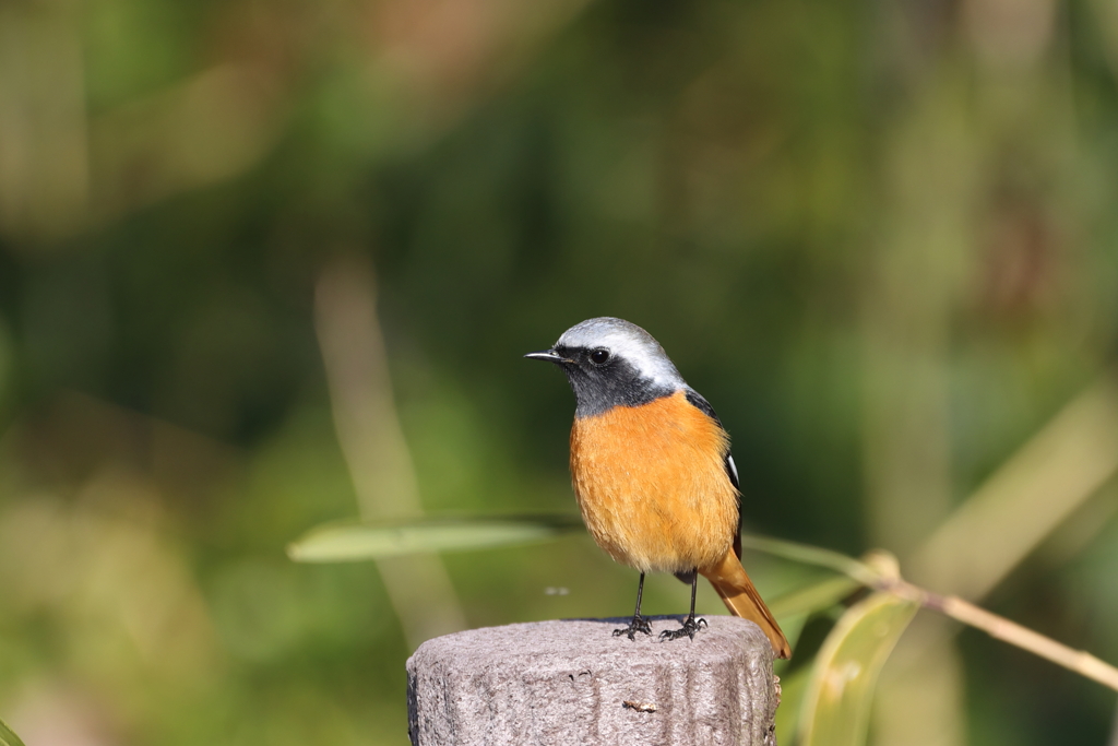 bird