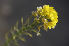菜の花