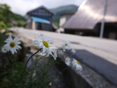 奥伊吹 路傍の花