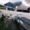 奥伊吹 路傍の花