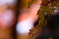 清須古城の紅葉
