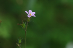 ちっさな花
