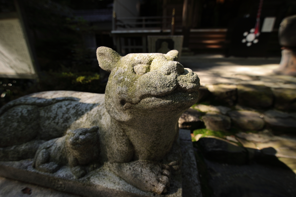 神社のワンコの日向ぼっこ
