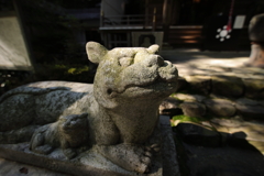 神社のワンコの日向ぼっこ