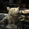 神社のワンコの日向ぼっこ