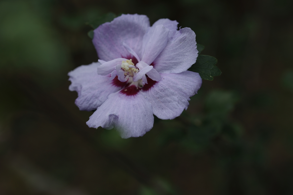 芙蓉