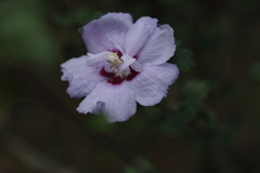 芙蓉