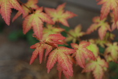 ほんのり紅葉