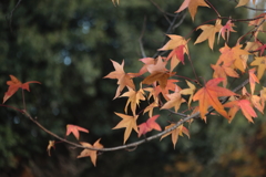 晩秋