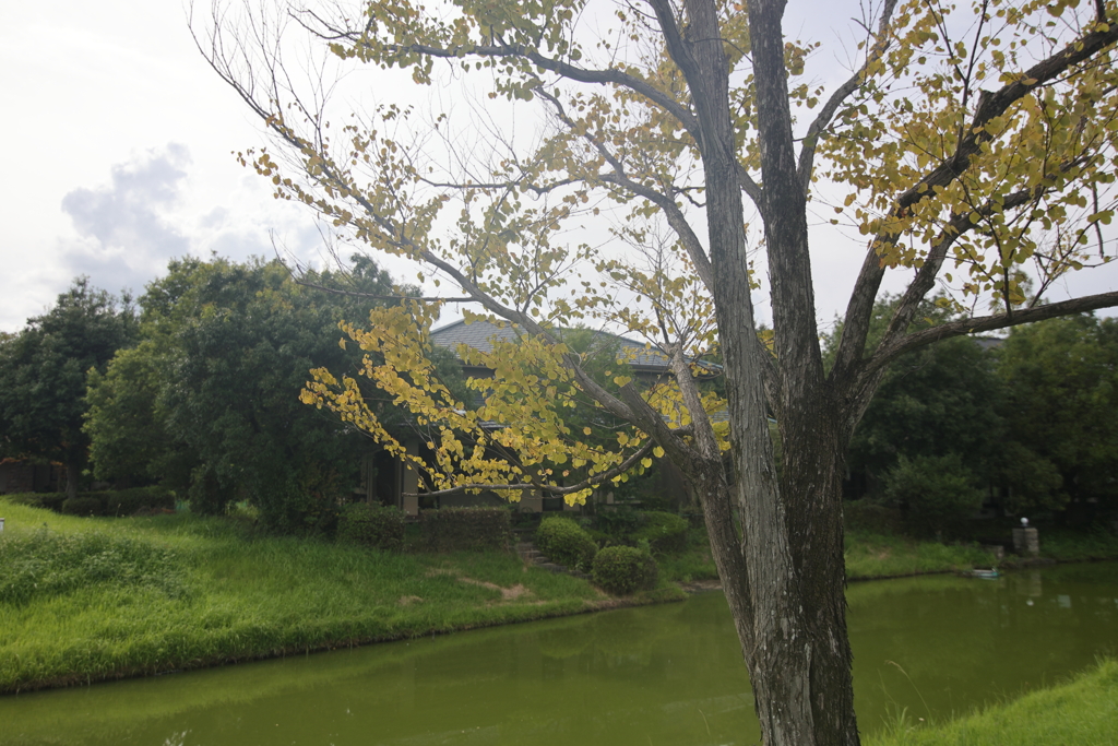 少しだけ秋めく