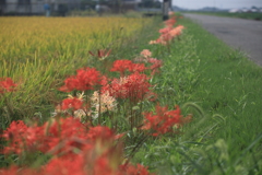 彼岸花街道