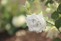 セントトレアスカイローズ