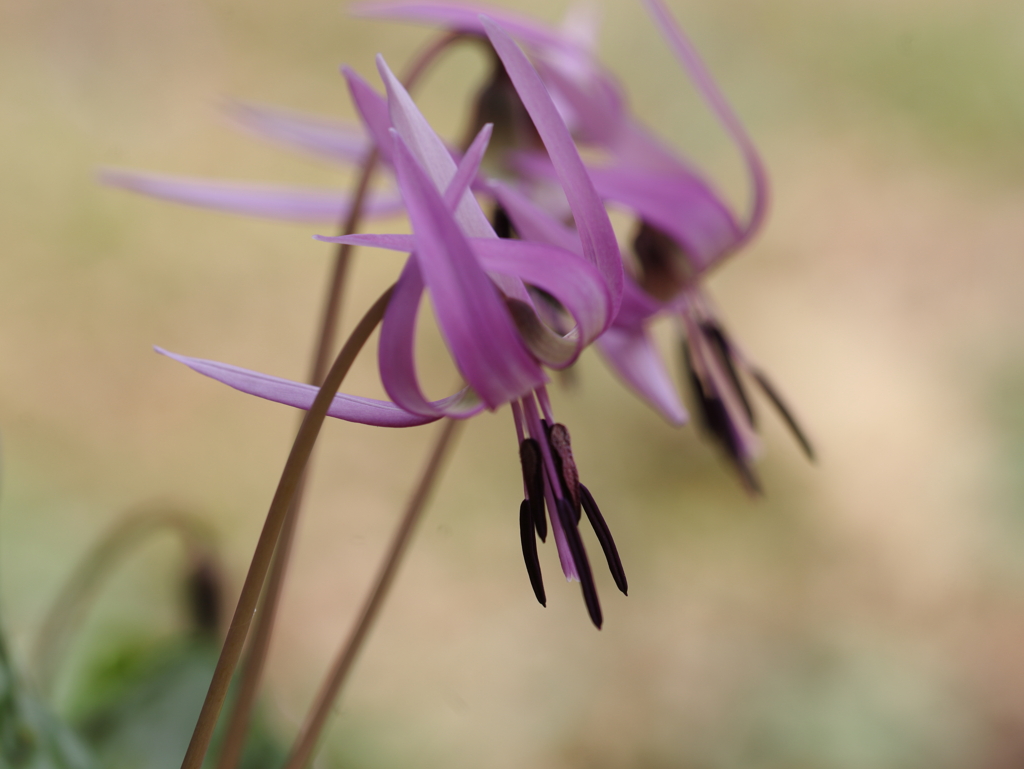 目覚めすっきり カタクリ