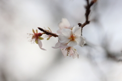 冬桜