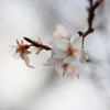 冬桜