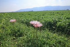 野に咲く
