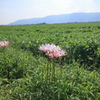 野に咲く