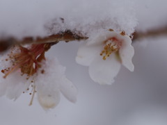 雪見桜
