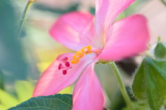 アベルモスクス