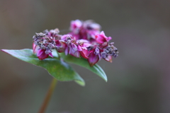 赤いそばの花