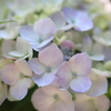 あじさい
