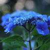 June Blue