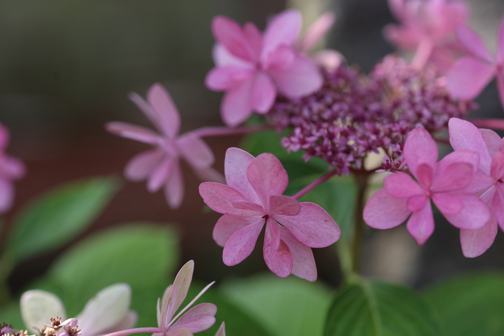 山の紫陽花