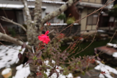 寒々とした光景の中の赤