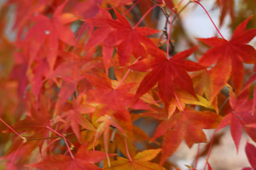 紅の葉
