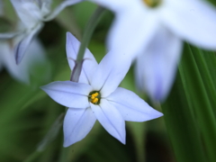 Spring starflower