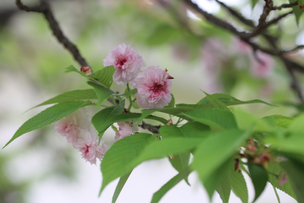 ジュズカケザクラ