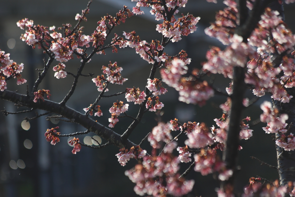 輝く桜