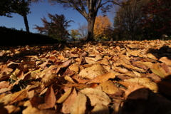 落葉踏みしめて