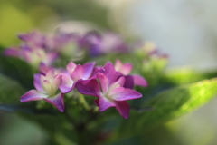 紫陽花