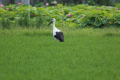 鶴じゃないけど・・・