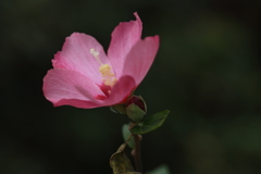芙蓉
