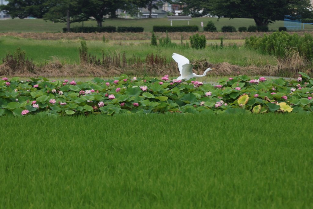 蓮の花見