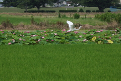 蓮の花見
