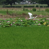 蓮の花見