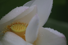 レンコンの花