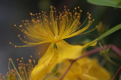 華麗に