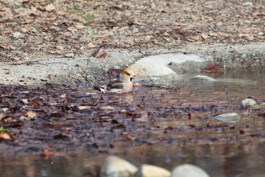 ほんとは水鳥だった？シメ