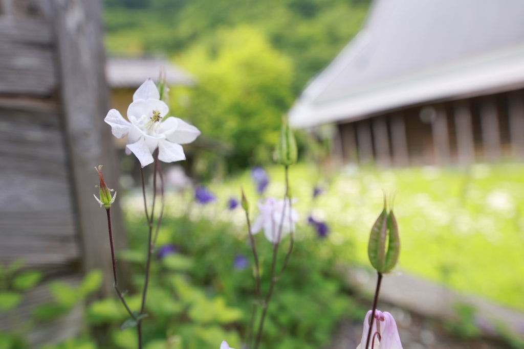 奥伊吹 花のある暮らし