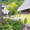 奥伊吹 花のある暮らし