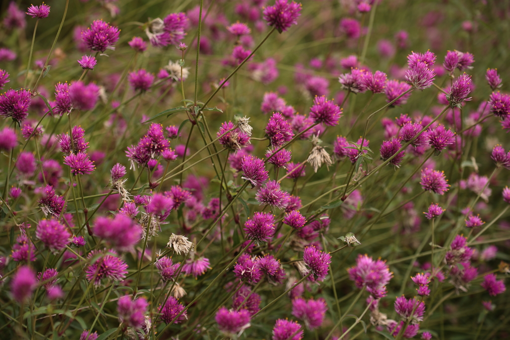 ピンクのポンポン