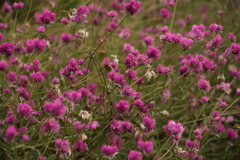 ピンクのポンポン