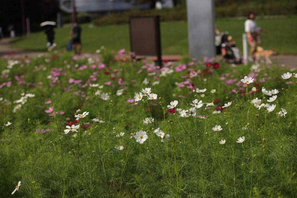 秋の公園