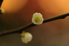早咲きの梅