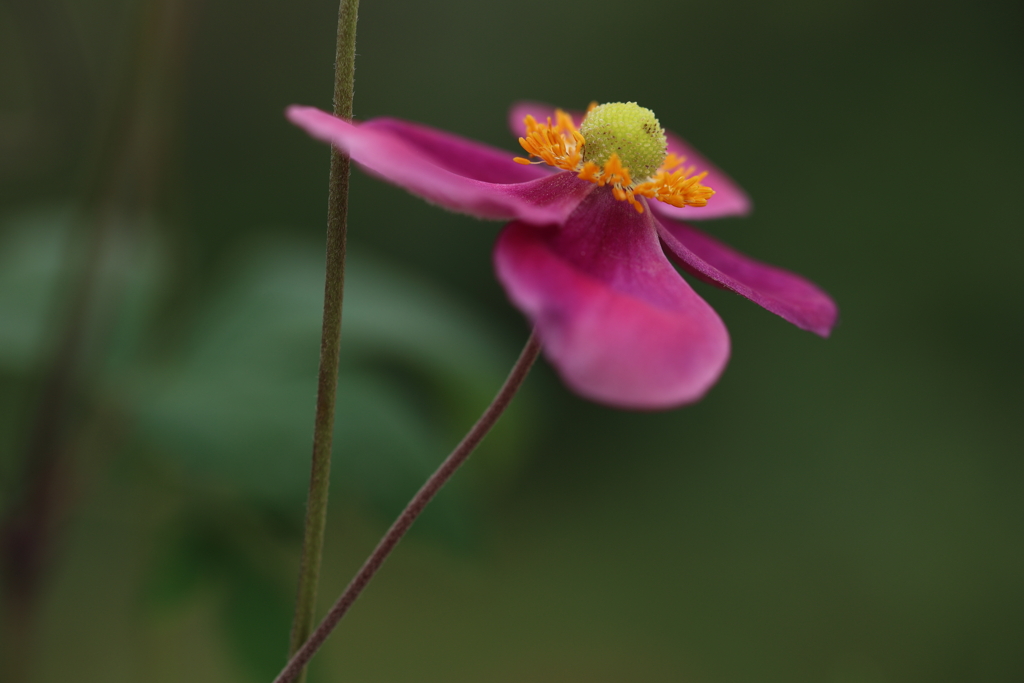 秋明菊